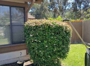 Bush Trimming by Dustyn Roberts for Bernard U. in Poway, CA