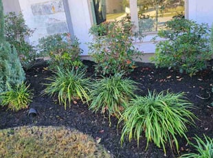 Weeding by Briana Rivera for Heath C. in Richmond, TX