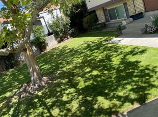 Doug S.'s Lawn Mowing service result