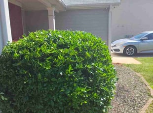 Bush Trimming by Calvin Walker for Roger K. in Locust Grove, GA