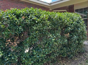 Bush Trimming by Marcus Ward for Valerie W. in Cibolo, TX