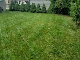 Nagina Q.'s Lawn Mowing service result