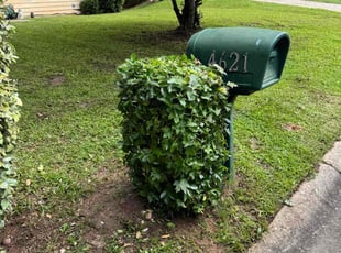 Bush Trimming by Armando J for Chaz W. in Duluth, GA