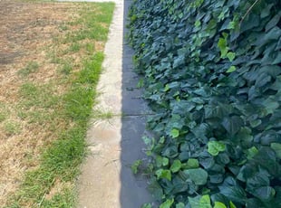 Weeding by Rogelio Maciel for Marcos H. in Bakersfield, CA