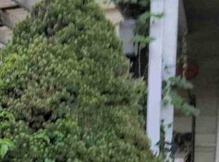 Bush Trimming by Lance Reynolds for Sir W. in Kansas City, MO