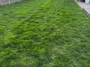 Robert Z.'s Yard Cutting service result
