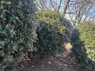 Bush Trimming by Durand Turner for Fucy J. in Atlanta, GA