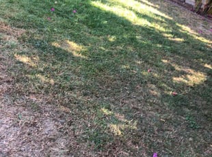 Leaf Removal by Santos Pereira for Devin C. in Los Angeles, CA