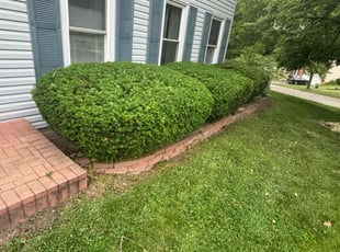 Bush Trimming by Jorge Yanez for Nikki C. in Bolingbrook, IL