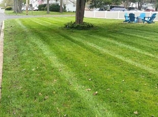 Sharon H.'s Lawn Care service result