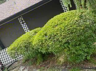 Bush Trimming by Onel Cherilus for Lawrence D. in Orlando, FL
