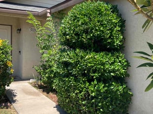 Bush Trimming by Enoc Espinoza for Haley W. in San Bernardino, CA