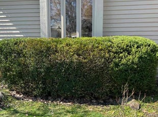Bush Trimming by Alexander Pellot Ayala for Sallyann M. in Dublin, OH
