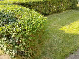 Bush Trimming by Marlon Hardman for Shelly H. in Pittsburgh, PA