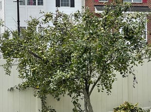 Bush Trimming by Darryl Blanchard for Chauncey B. in Bowie, MD