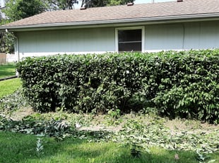 Bush Trimming by Lucas Leisure for Craig D. in Council Bluffs, IA