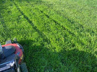 Jim S.'s Yard Cutting service result