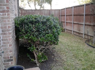 Bush Trimming by Ronald Wilson for Pamela S. in Dallas, TX