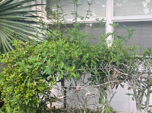Leaf Removal by Calvin Williams for Lucille E. in Jacksonville, FL
