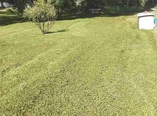 Sandra S.'s Lawn Care service result