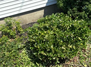 Bush Trimming by Matthew Achey for Dr. S. in North Providence, RI