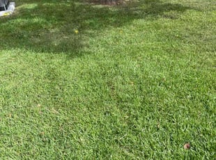 Robert W.'s Yard Cutting service result
