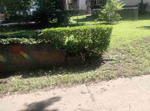Bush Trimming by Ronald Bell for Derek L. in Kansas City, MO