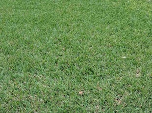 Sanket P.'s Lawn Service service result