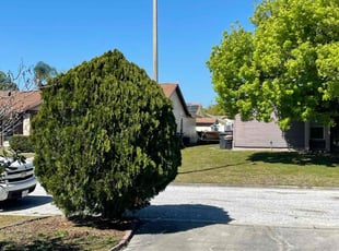 Bush Trimming by Isaiah Fiechtner for Abel C. in Tampa, FL