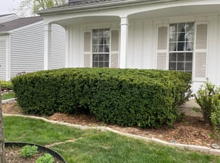 Bush Trimming by Phillip Kukla for Jeet S. in Wheeling, IL