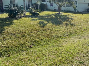 Mario C.'s Lawn Service service result