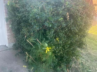 Bush Trimming by Devonn Ford for Josh S. in Fort Worth, TX