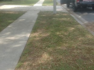 Leaf Removal by Louis Reele for Brandy N. in Valrico, FL