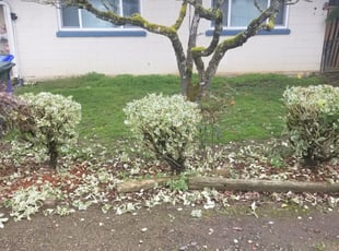 Bush Trimming by J P for Loretta M. in Gresham, OR