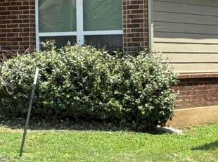 Bush Trimming by Howard Webb for Devin t. in Converse, TX