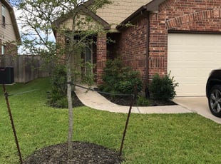 Weeding by Abraham Flores for Zach V. in Katy, TX
