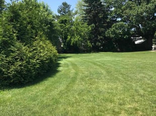 Ana E.'s Grass Cutting service result