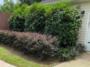 Bush Trimming by Queanesia Nelloms for Carrie H. in Tallahassee, FL