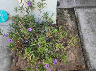 Weeding by Rolando Mojica for Katie W. in Kissimmee, FL