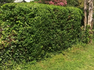 Bush Trimming by Dennis Joyner for Brittney B. in Hyattsville, MD