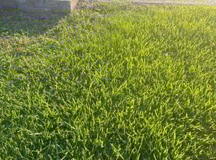 Chris M.'s Lawn Maintenance service result