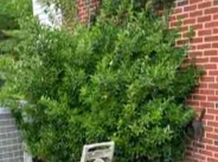 Bush Trimming by Chris Kearse for Aaron C. in Columbus, GA