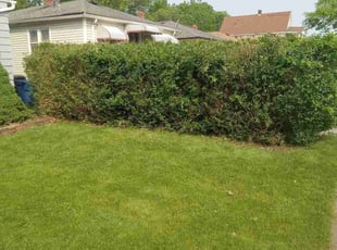 Bush Trimming by Rayshawn Martin for Kim R. in Cleveland, OH