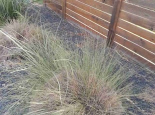 Weeding by Robert Camacho for Corinne S. in Austin, TX