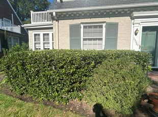 Bush Trimming by Husna Khalil for Taylor H. in Richmond, VA
