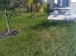Weeding by Lemar Dean for Mel V. in Tampa, FL