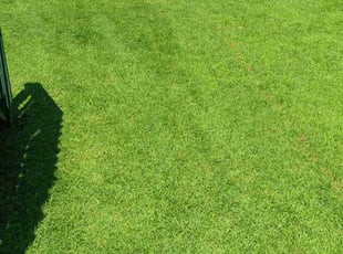 Rachel C.'s Lawn Mowing service result