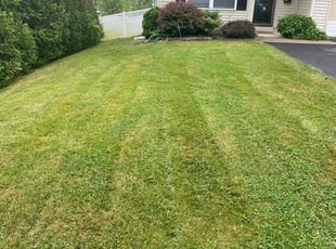shazeen f.'s Lawn Care service result