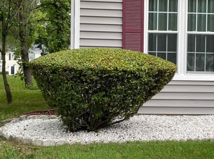 Bush Trimming by Elder E Larios for Beverly H. in Bowie, MD