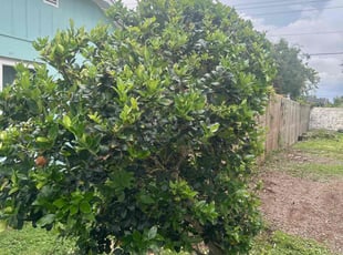 Bush Trimming by Ramon Taguja for Salome W. in Riverview, FL
